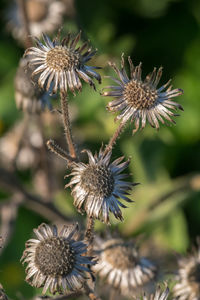 Close-up of thistle blooming outdoors