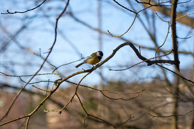 Low angle view of bird perching on branch