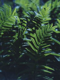 Close-up of fern leaves