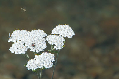 Close-up of white flowering plant