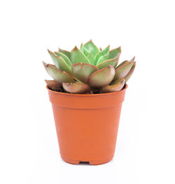 Close-up of succulent plant against white background