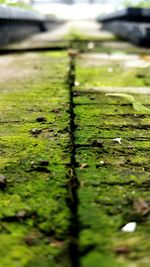 Close-up of water surface level of grass