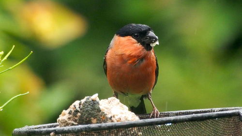 Close-up of bird perching on branch