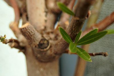 Close-up of plant