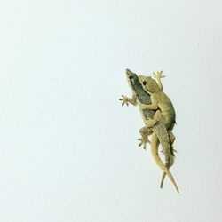 Close-up of lizard on white background