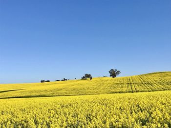 Scenic view of field against clear blue sky