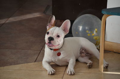 Portrait of dog lying down on floor 