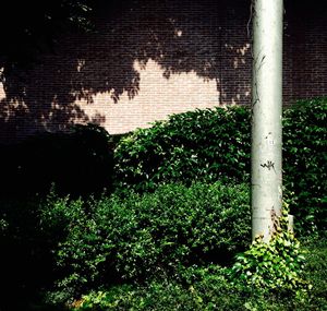 Plants growing on a wall