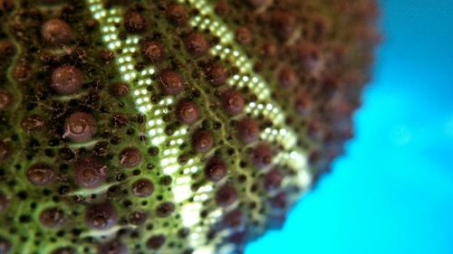 Close up of green plant