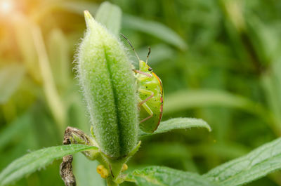 Close-up of insect on plant