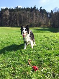 Dog on field against trees