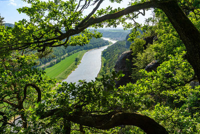 Scenic view of trees in forest