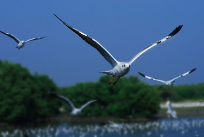 Close-up of birds flying against clear sky