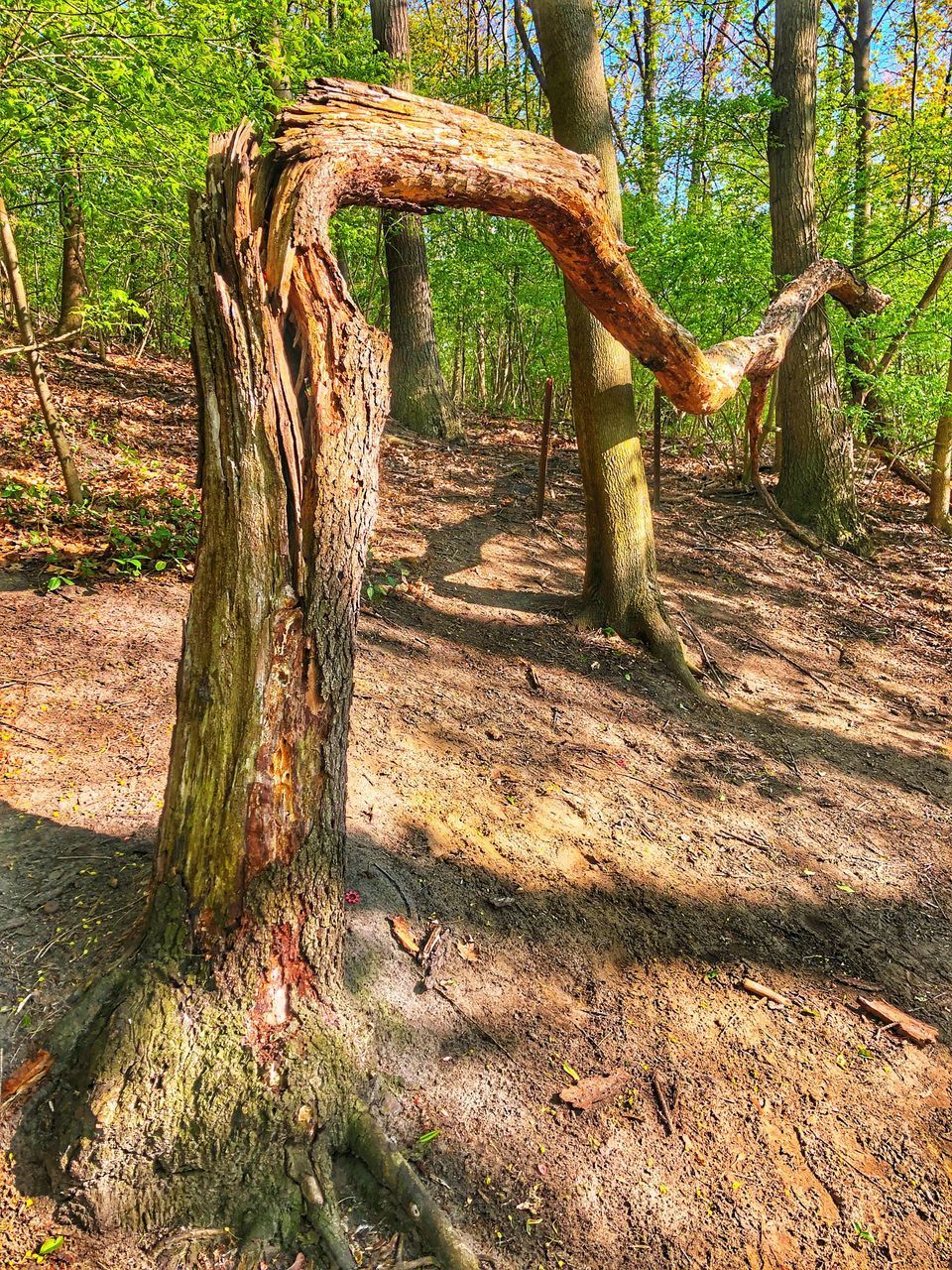 TREE TRUNK IN FIELD