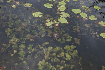 High angle view of lotus leaves floating on lake