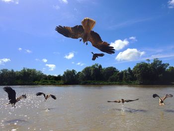 Flock of birds against sky