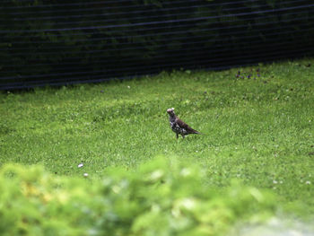 Bird perching on a field