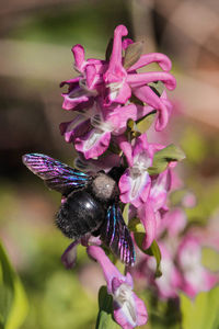 Close-up of insect on pink flower