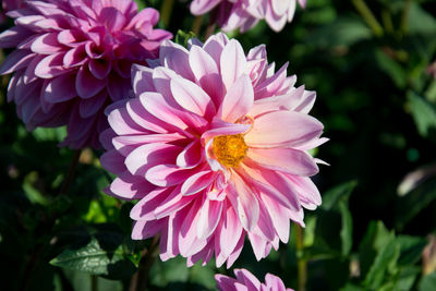 Close-up of honey bee on pink flowering plant