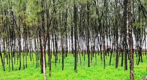 Pine trees in forest