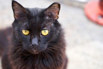 Close-up portrait of a cat