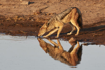 Side view of horse drinking water