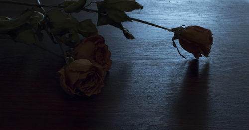 Close-up of leaves on table