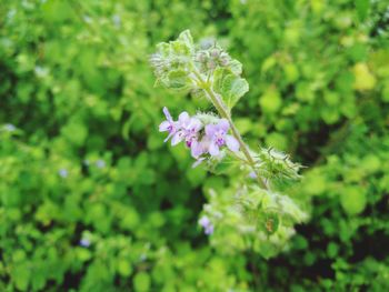 Close-up of purple flowering plant