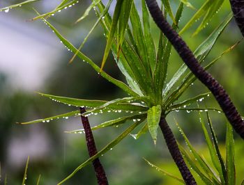 Close-up of insect on plant