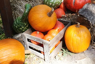 High angle view of pumpkins on wood during autumn