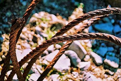 Close-up of twigs