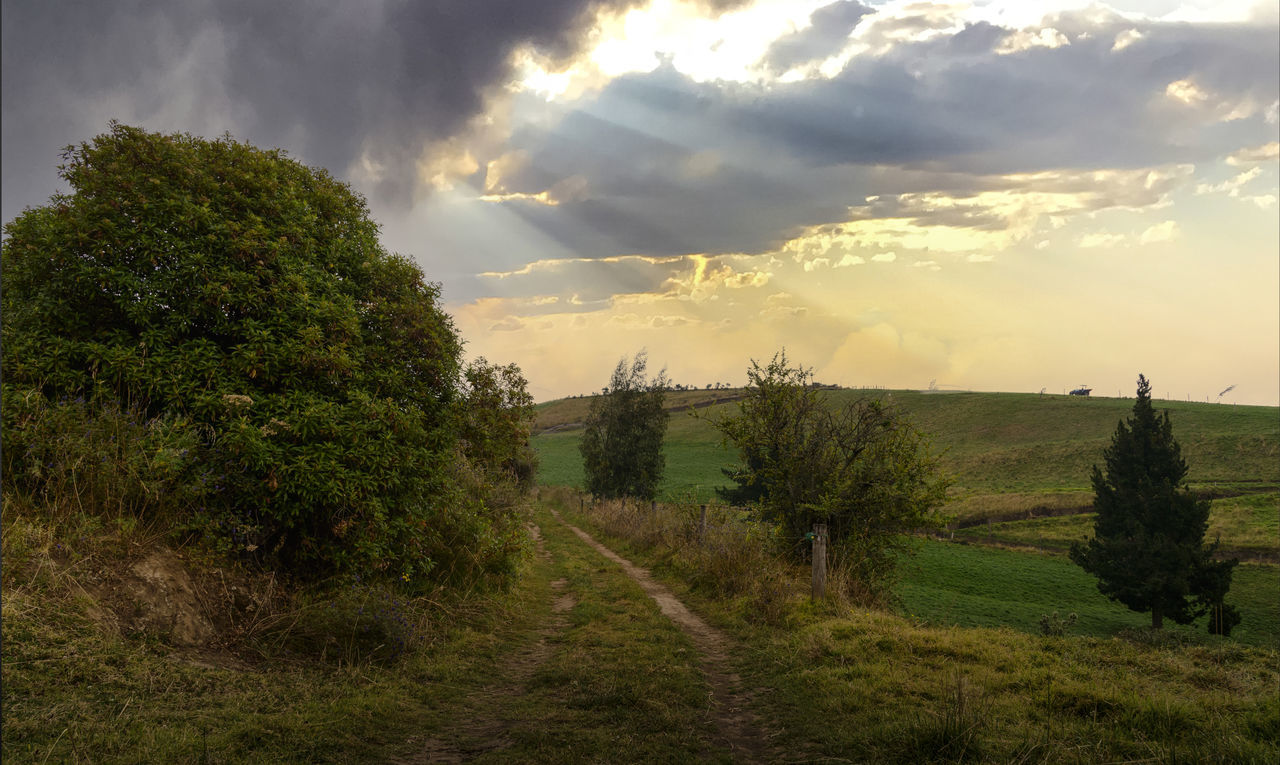 TREES ON FIELD AGAINST SKY