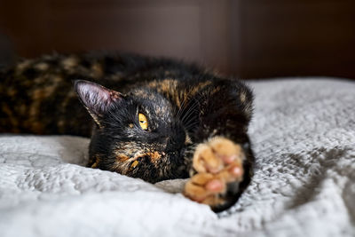 Close up portrait of young tortoiseshell cat lying on the gray blancket in the bedroom.