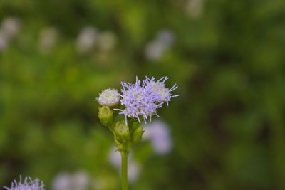 Close-up of purple flowering plant