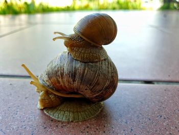 Close-up of snail on leaf