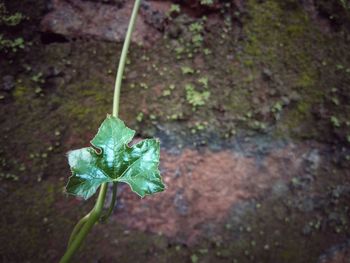 High angle view of leaf on land