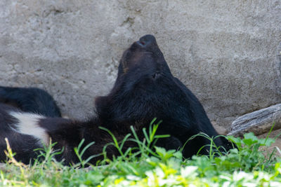 Black cat lying on rock