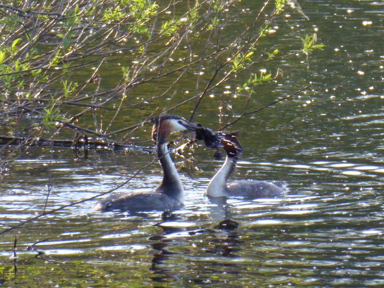 SWANS SWIMMING IN LAKE