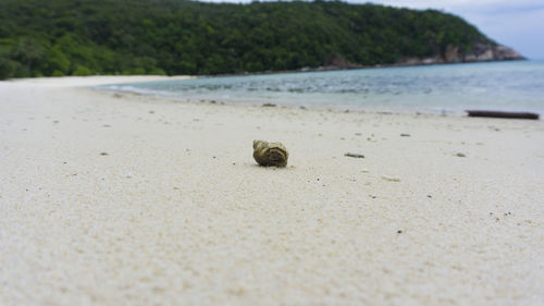 Close-up of shell on beach