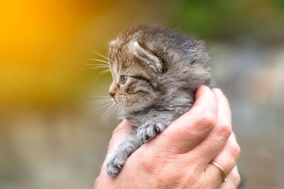 Close-up of hand holding cat