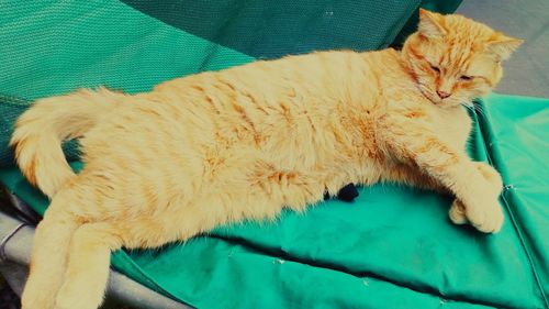 High angle view of cat lying on bed