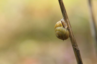 Close-up of snail on plant