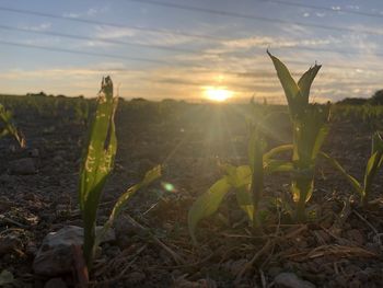 Close-up of plants growing on field against sky during sunset