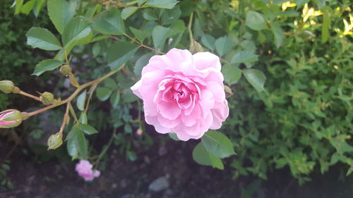 Close-up of pink flower