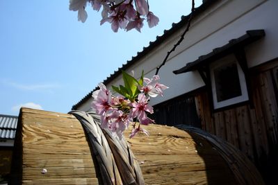 flowering plant
