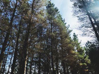 Low angle view of trees in forest