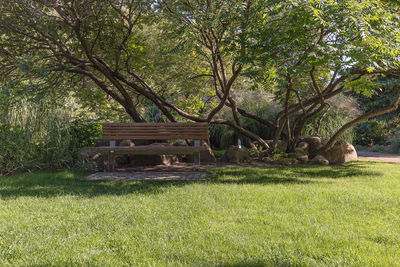 Trees in park