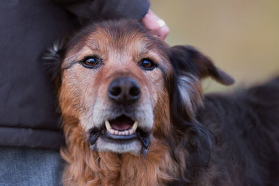 Close-up portrait of dog