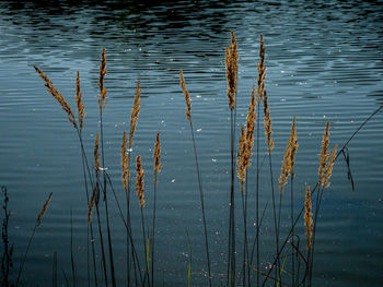 High angle view of plants in lake