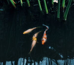 View of fish swimming in lake